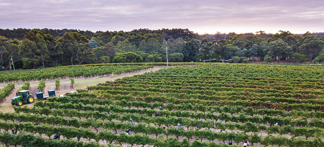 Vasse Felix Home Vineyard